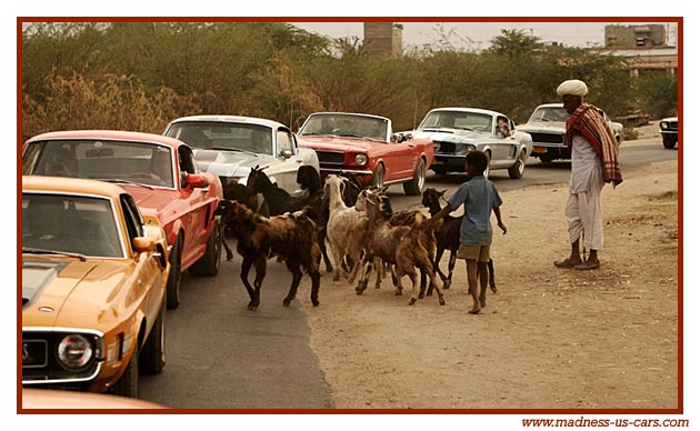 Equus Mustang, Shelby, Maharajah Road